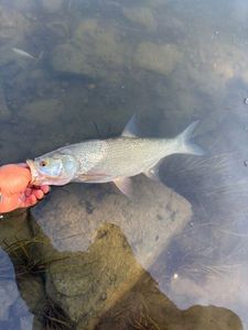 Asp