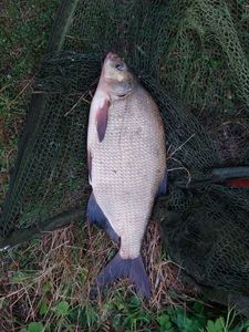 Common Bream