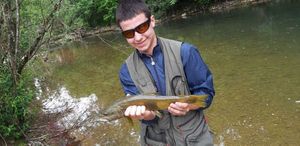 Brown Trout