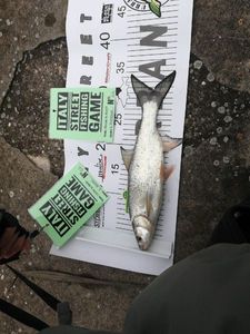 Asp