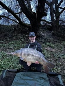 Common Carp