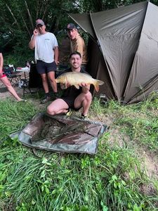 Common Carp