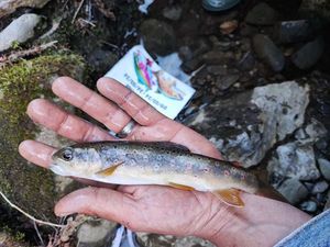 Brown Trout