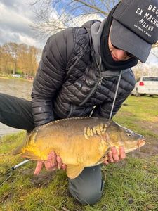 Mirror Carp