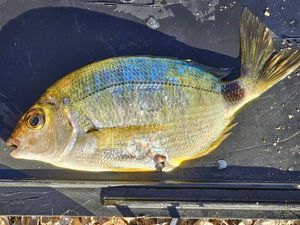 Saddled Seabream