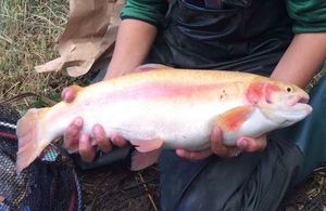 Golden Trout