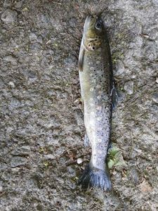 Brown Trout
