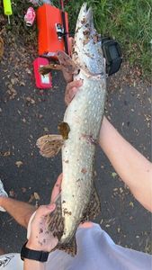 Northern Pike