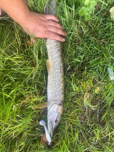 Northern Pike