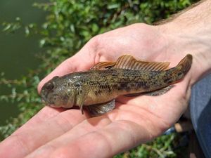 Round Goby