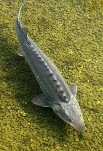 Sturgeon