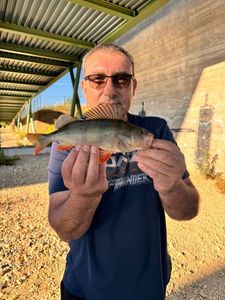 Yellow Perch