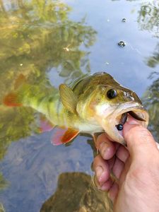 European Perch