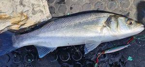 European Bass (Seabass)