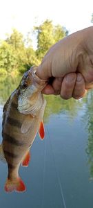 European Perch