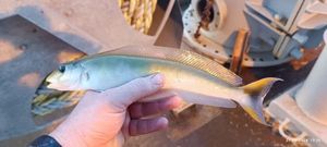 Sand Tilefish