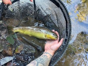 Brown Trout