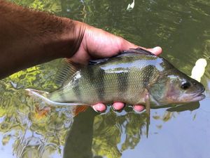 European Perch