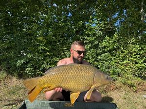 Common Carp