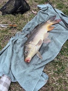 Leather Carp