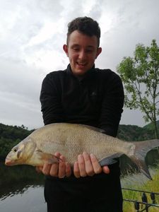 Common Bream