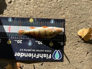 European Perch