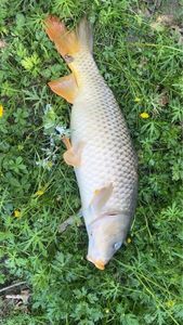 Common Carp