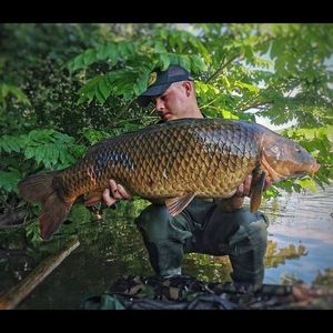Common Carp