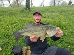Largemouth Bass