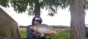 Mirror Carp