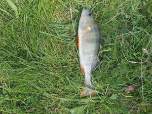 European Perch