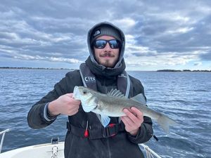 European Bass (Seabass)