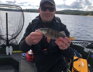 European Perch