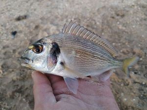 Gilthead Seabream
