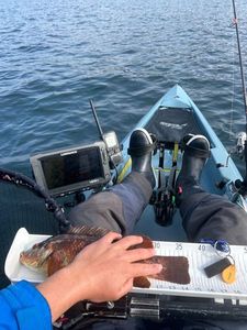 Ballan Wrasse