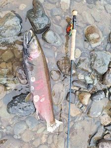 Coho Salmon