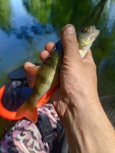 European Perch