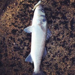 European Bass (Seabass)