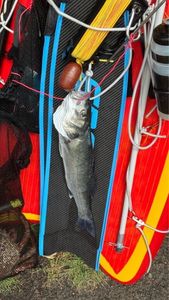 European Bass (Seabass)