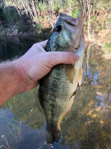 Largemouth Bass