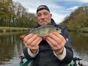 European Perch