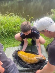 Common Carp