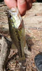 Largemouth Bass