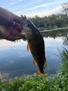 European Perch