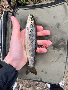 Brown Trout
