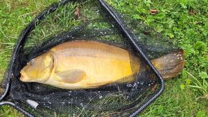 Mirror Carp