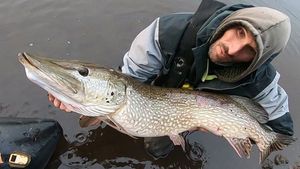 Northern Pike