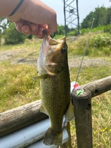 Largemouth Bass