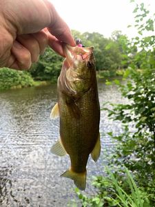 Largemouth Bass
