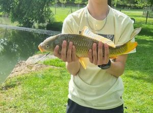 Common Carp